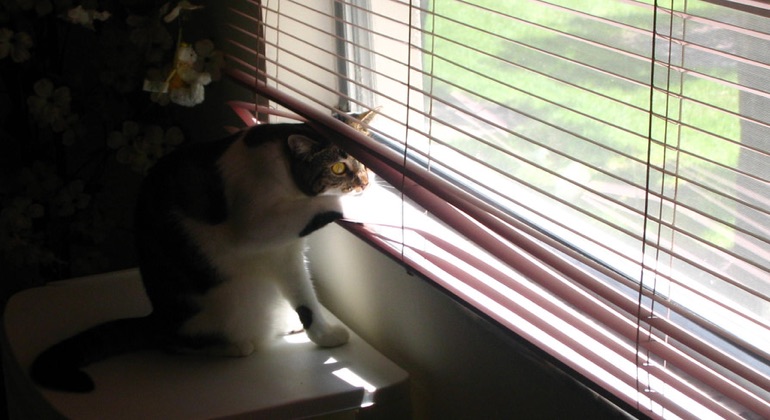 Cat peeking through metal blinds in Phoenix.